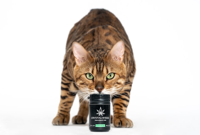 Quels sont les effets du CBD sur les animaux ?