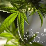 Comment prendre l'huile de CBD sous la langue ?